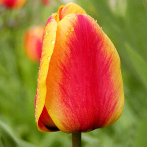 Тюльпан Апельдорн Еліт 500 цибулин розмір 12+