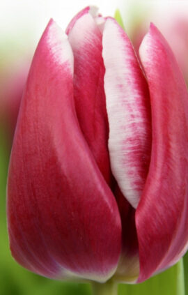 Тюльпан Дебютант 30 цибулин розмір 10/11