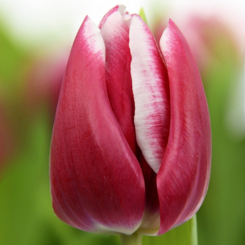 Тюльпан Дебютант 30 цибулин розмір 10/11