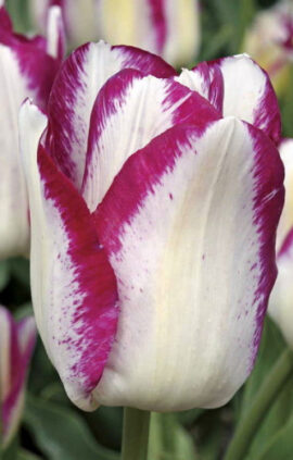 Тюльпан Еффейр 25 цибулин розмір 10/11