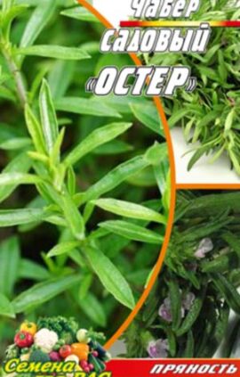 Чабер садовий Остер