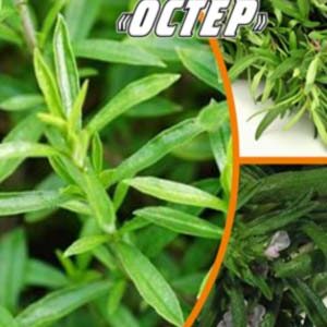 Чабер садовий Остер