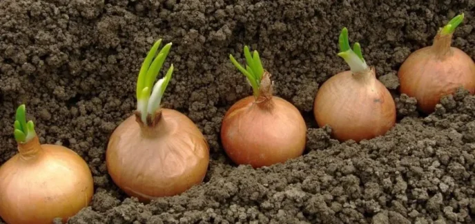 чим обробити цибулю від хвороб