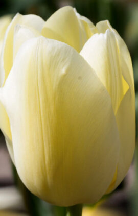 Тюльпан Сіті оф Ванкувер 25 цибулин розмір 10/11