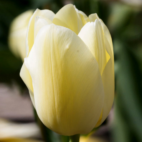 Тюльпан Сіті оф Ванкувер 25 цибулин розмір 10/11