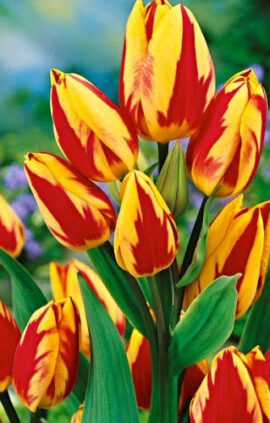 Тюльпан Колор Спектакль 30 цибулин розмір 10/11