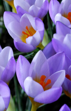 Крокус Файрфлай 100 цибулин розмір 8/9