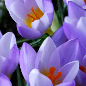 Крокус Файрфлай 100 цибулин розмір 8/9