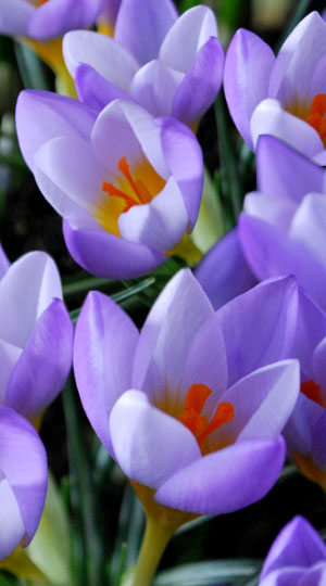 Крокус Файрфлай 100 цибулин розмір 8/9