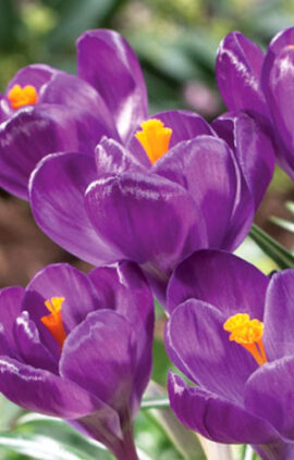 Крокус Флауер Рекорд 500 цибулин розмір 10+