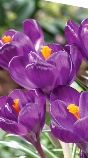 Крокус Флауер Рекорд 500 цибулин розмір 10+