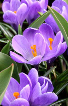 Крокус Гранд Метр 100 цибулин розмір 8/9