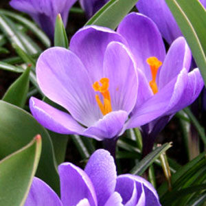 Крокус Гранд Метр 100 цибулин розмір 8/9