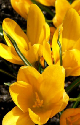 Крокус Гроут Гелі 100 цибулин розмір 8/9