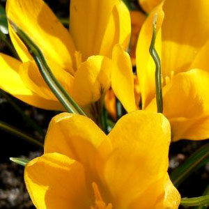 Крокус Гроут Гелі 100 цибулин розмір 8/9