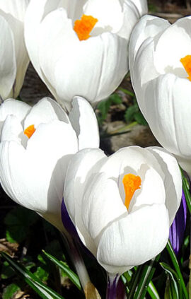 Крокус Жанна д`Арк 100 цибулин розмір 8/9