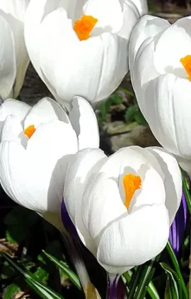 Крокус Жанна д`Арк 500 цибулин розмір 10+