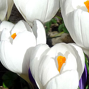 Крокус Жанна д`Арк 100 цибулин розмір 8/9