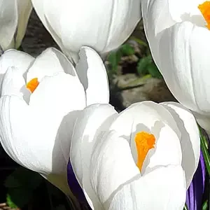 Крокус Жанна д`Арк 500 цибулин розмір 10+