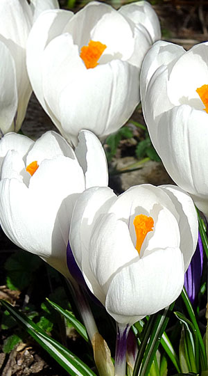 Крокус Жанна д`Арк 100 цибулин розмір 8/9