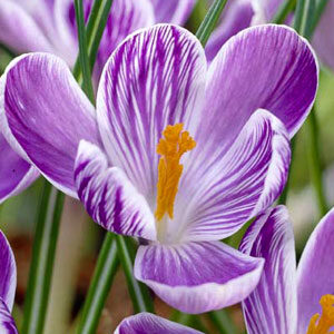 Крокус Кінг оф зе Стріпд 100 цибулин розмір 8/9