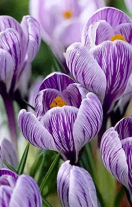 Крокус Пиквик 500 цибулин розмір 10+