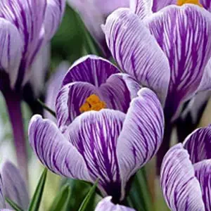 Крокус Пиквик 500 цибулин розмір 10+