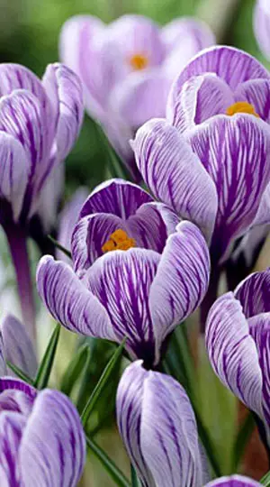 Крокус Пиквик 500 цибулин розмір 10+