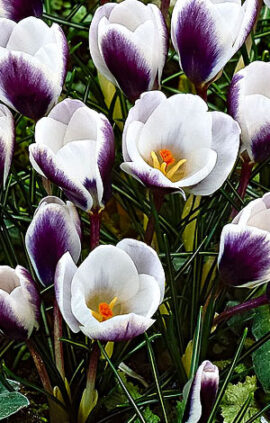 Крокус Принц Клаус 100 цибулин розмір 8/9