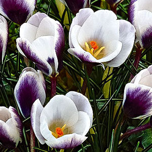 Крокус Принц Клаус 100 цибулин розмір 8/9