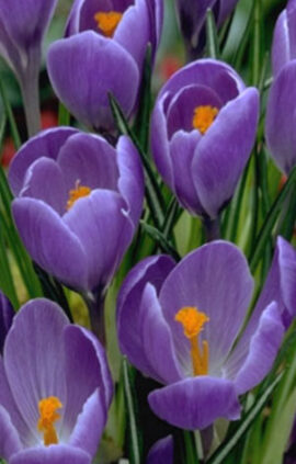 Крокус Ремембранс 500 цибулин розмір 10+