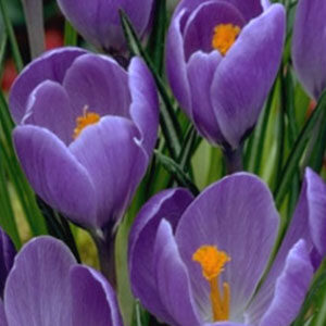 Крокус Ремембранс 500 цибулин розмір 10+