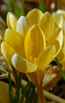 Крокус Романс 100 цибулин розмір 8/9