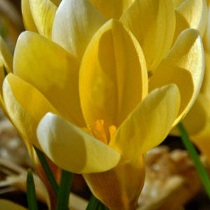 Крокус Романс 100 цибулин розмір 8/9