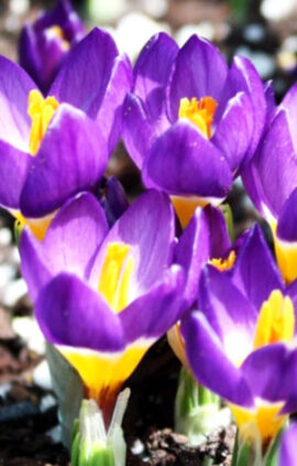 Крокус Саблайміс Триколор 50 цибулин розмір 8/9