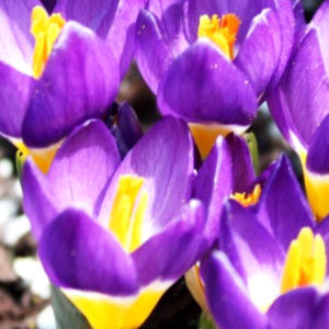 Крокус Саблайміс Триколор 50 цибулин розмір 8/9