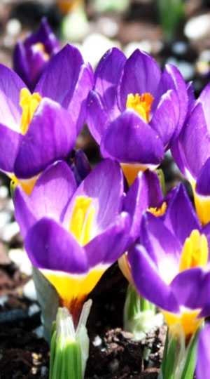 Крокус Саблайміс Триколор 50 цибулин розмір 8/9