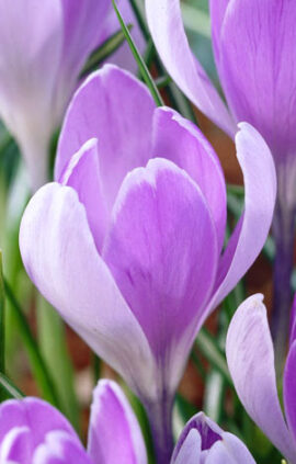 Крокус Вангуард 100 цибулин розмір 8/9