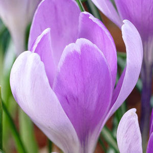 Крокус Вангуард 100 цибулин розмір 8/9