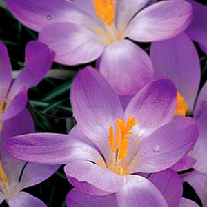 Крокус Вайтвелл Перпл 100 цибулин розмір 8/9