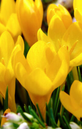 Крокус Єллоу Джаінт 500 цибулин розмір 10+