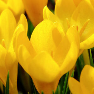 Крокус Єллоу Джаінт 500 цибулин розмір 10+