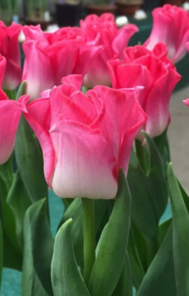 Тюльпан Кроун оф Династі 30 цибулин розмір 10/11