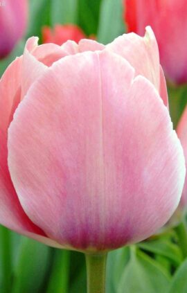 Тюльпан Містик Ван Ейк 25 цибулин розмір 10/11