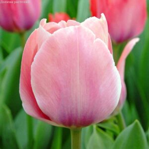 Тюльпан Містик Ван Ейк 25 цибулин розмір 10/11