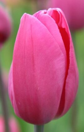 Тюльпан Дон Кіхот 500 цибулин розмір 12+