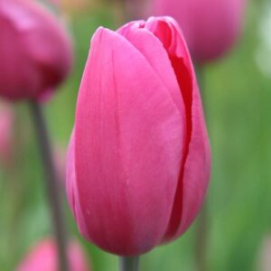 Тюльпан Дон Кіхот 500 цибулин розмір 12+