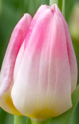 Тюльпан Ікс-Фактор 500 цибулин розмір 12+