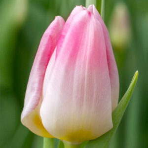 Тюльпан Ікс-Фактор 500 цибулин розмір 12+