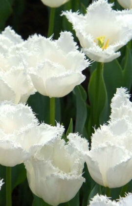 Тюльпан Матчпоінт 500 цибулин розмір 12+